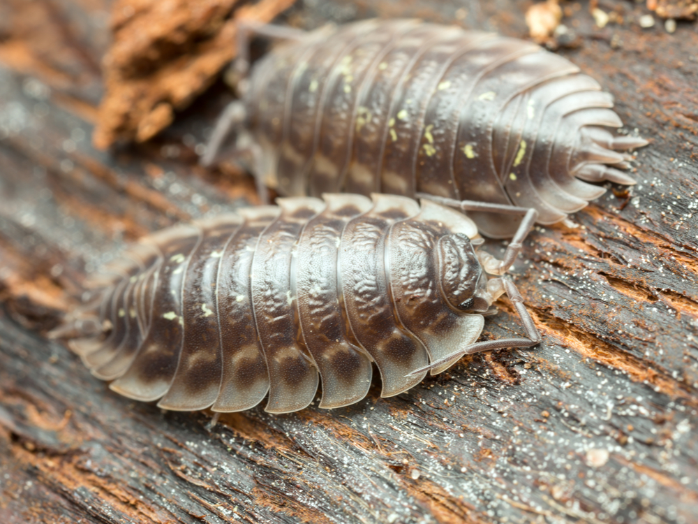 Sow bugs