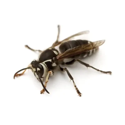 Baldfaced Hornet on a white background - Keep pests away from your home with General Pest Control in Middleburg Heights