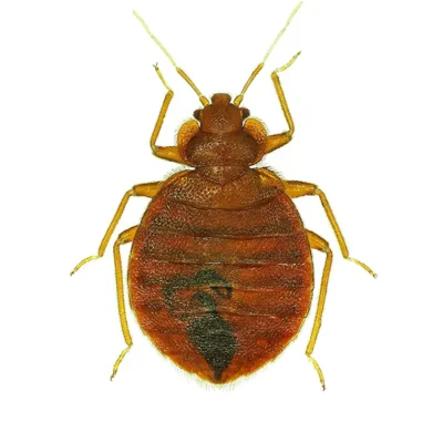 Bed Bug on a white background - Keep pests away from your home with General Pest Control in Middleburg Heights
