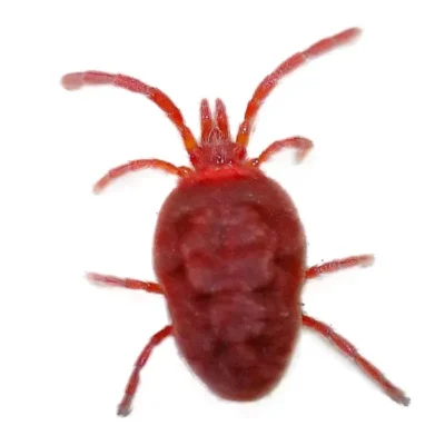 Clover mite on a white background - Keep pests away from your home with General Pest Control in Middleburg Heights