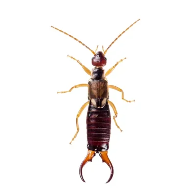 Earwig on a white background - Keep pests away from your home with General Pest Control in Middleburg Heights