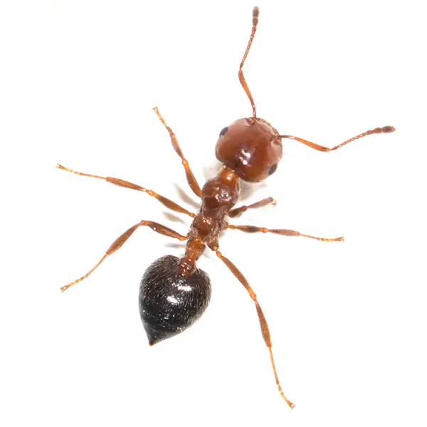 House ant on a white background - Keep pests away from your home with General Pest Control in Middleburg Heights
