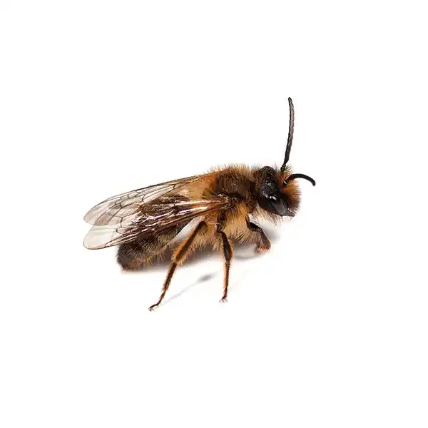 Mining bee on a white background - Keep pests away from your home with General Pest Control in Middleburg Heights