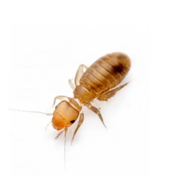 Psocid on a white background - Keep pests away from your home with General Pest Control in Middleburg Heights