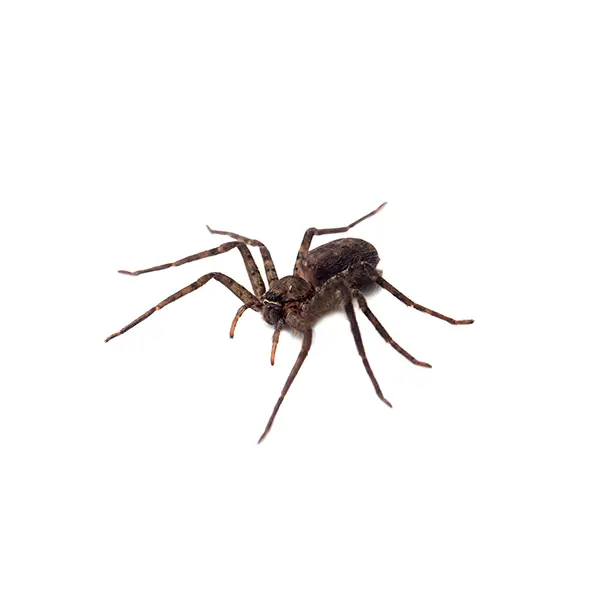 Spider on a white background - Keep pests away from your home with General Pest Control in Middleburg Heights