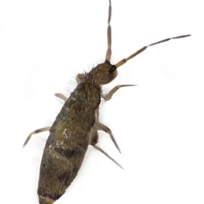 Springtail on a white background - Keep pests away from your home with General Pest Control in Middleburg Heights