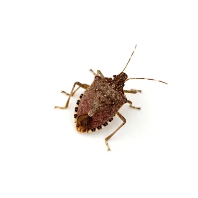 Stinkbug on a white background - Keep pests away from your home with General Pest Control in Middleburg Heights