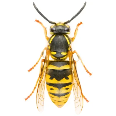 Paper wasp against a white background - Keep paperwasps away from your home with General Pest Control in Middleburg Heights