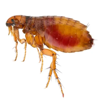 Flea on a white background - Keep pests away from your home with General Pest Control in Middleburg Heights