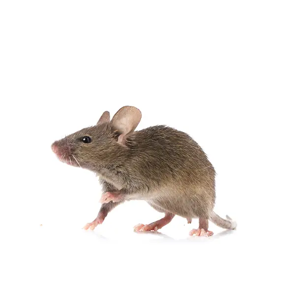 Gray rat on a white background - Keep pests away from your home with General Pest Control in Middleburg Heights