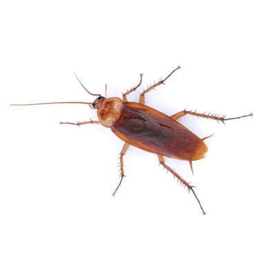 American cockroach against a white background - Keep cockroaches out of your home with General Pest Control in Middleburg Heights