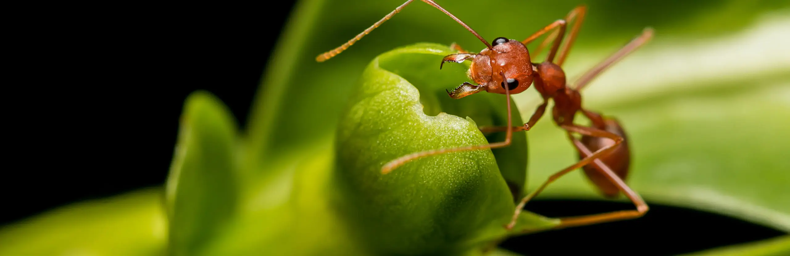 Closeup of an ant on a leaf | Keep ants away from your home with General Pest Control in Middleburg Heights
