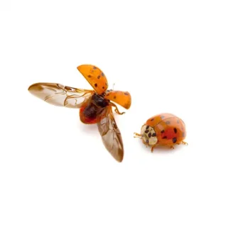 Asian lady beetle against a white background - Keep asian lady beetles out of your home with General Pest Control in Middleburg Heights