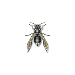 bald faced hornet against a white background - Keep bald faced hornets away from your home with General Pest Control in Middleburg Heights