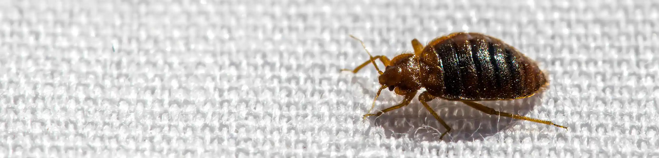 Closeup of a bed bug crawling on fabric | keep bed bugs away from your home with General Pest Control in Middleburg Heights