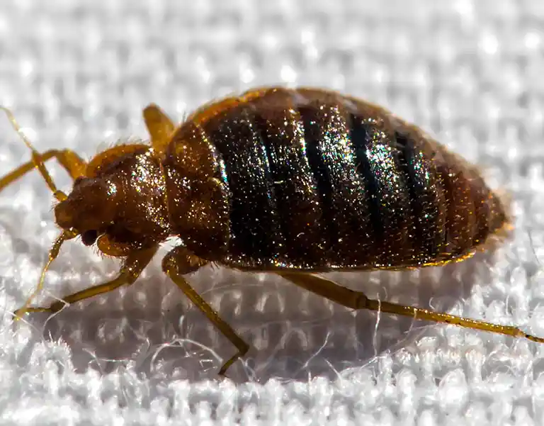 Closeup of a bed bug crawling on fabric | keep bed bugs away from your home with General Pest Control in Middleburg Heights