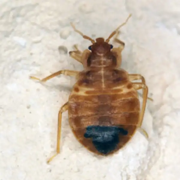 Bed bug against a white background - Keep bed bugs away from your home with General Pest Control in Middleburg Heights