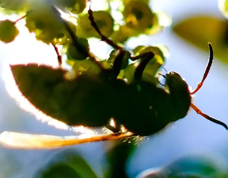 Bee on a branch with flowers | keep bees away from your home with General Pest Control in Middleburg Heights