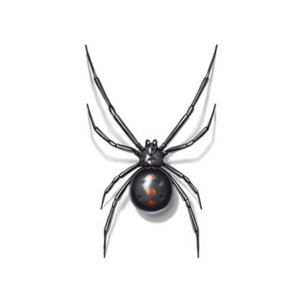 Drawing of a Black Widow from above - keep these dangerous spiders out of your household with General Pest Control in Middleburg Heights