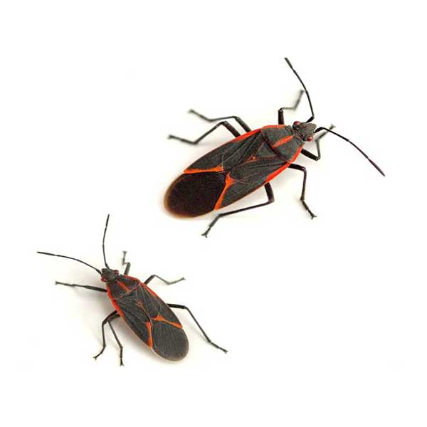 Boxelder bugs against a white background - Keep boxelders away from your home with General Pest Control in Middleburg Heights