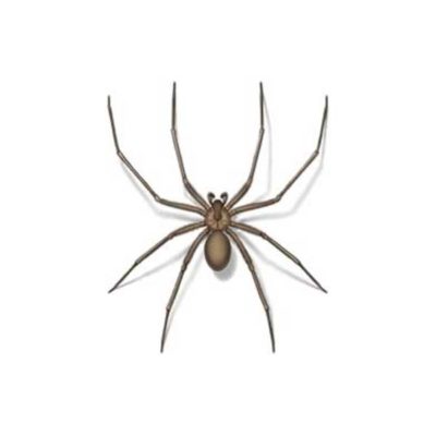 Drawing of a Brown Recluse Spider close up white background - commercial spider control in Middleburg Heights | General Pest Control