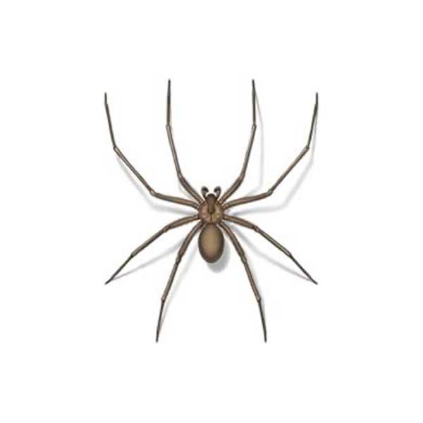 Drawing of a Brown Recluse Spider close up white background - commercial spider control in Middleburg Heights | General Pest Control