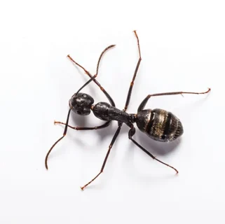 Carpenter Ant against a white background - Keep Carpenter ants away from your home with General Pest Control in Middleburg Heights