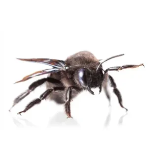 Carpenter bee against a white background - Keep carpenter bees away from your home with General Pest Control in Middleburg Heights