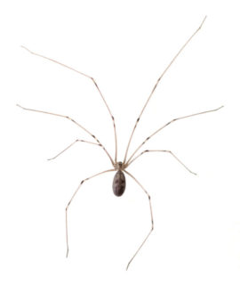 Cellar Spider with long legs - commercial and residential spider control in Middleburg Heights | General Pest Control