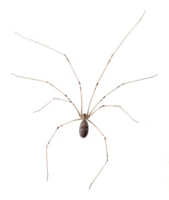 Cellar Spider with long legs - commercial and residential spider control in Middleburg Heights | General Pest Control