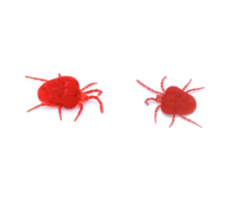Clover mites against a white background - Keep clover mites away from your home with General Pest Control in Middleburg Heights