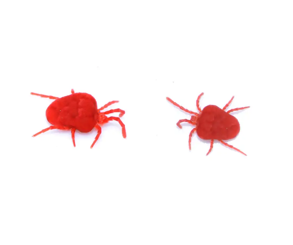 Clover mites against a white background - Keep clover mites away from your home with General Pest Control in Middleburg Heights