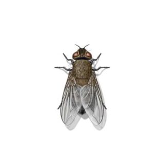 cluster fly against a white background - Keep cluster flies away from your home with General Pest Control in Middleburg Heights