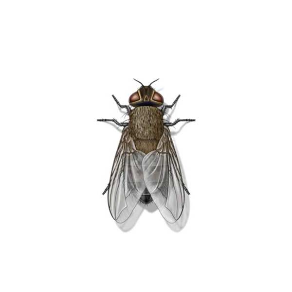 cluster fly against a white background - Keep cluster flies away from your home with General Pest Control in Middleburg Heights