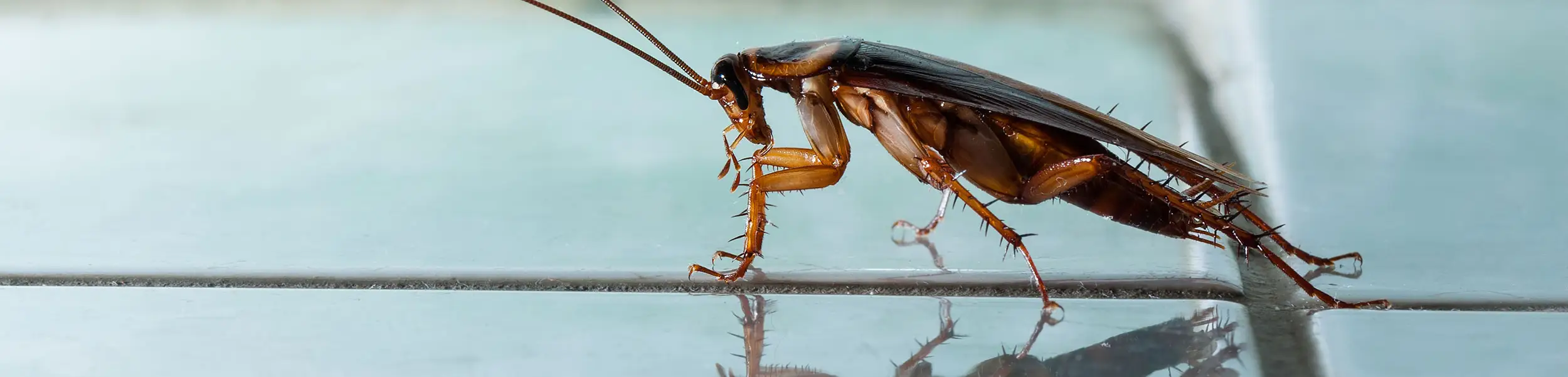 Closeup of a cockroach crawling across a tile floor | keep cockroaches away from your home with General Pest Control in Middleburg Heights
