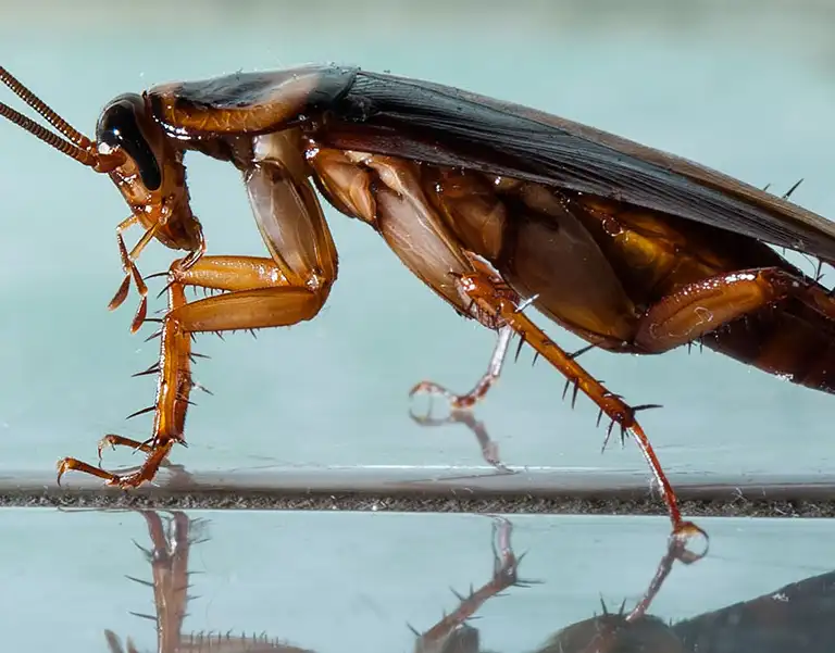 Closeup of a cockroach crawling across a tile floor | keep cockroaches away from your home with General Pest Control in Middleburg Heights