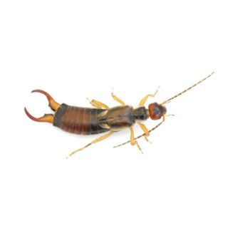 Earwig against a white background - Keep earwigs away from your home with General Pest Control in Middleburg Heights