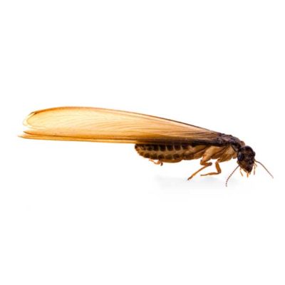 Eastern Subterranean Termite close-up from a side angle - commercial termite control in Middleburg Heights | General Pest Control