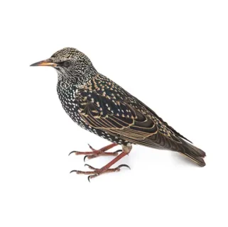 European starling against a white background - Keep starlings away from your home with General Pest in Ohio