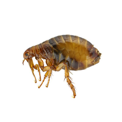 Flea against a white background - Keep fleas away from your home with General Pest Control in Middleburg Heights