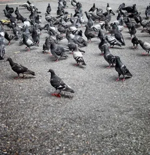 Bird Control in your area