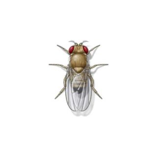 Fruit fly against a white background - Keep fruit flies out of our home with General Pest Control in Middleburg Heights