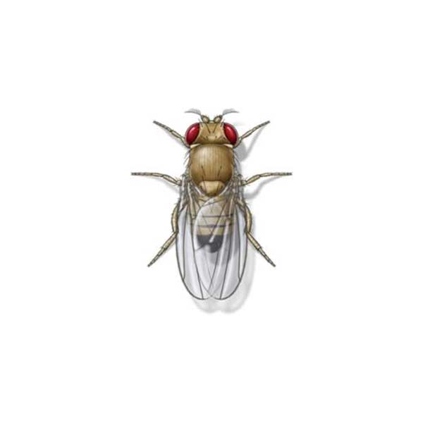 Fruit fly against a white background - Keep fruit flies out of our home with General Pest Control in Middleburg Heights