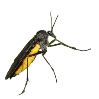 Fungus Gnat - Keep pests away from your home with General Pest Control in Middleburg Heights