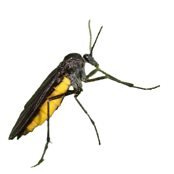 Fungus Gnat - Keep pests away from your home with General Pest Control in Middleburg Heights