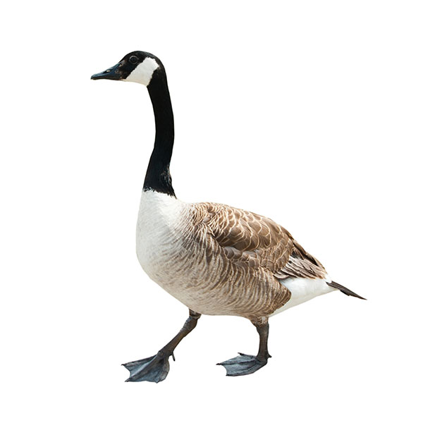 Canada goose (Branta canadensis), isolated on white background