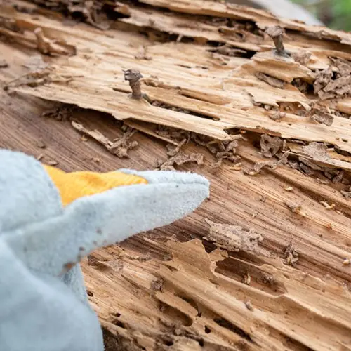 Technician pointing to termite damaged wood