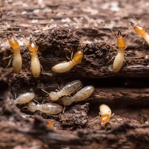 Termites crawling over damaged wood