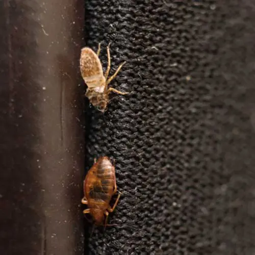 Closeup of two bed bugs crawling on furniture 