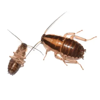 Close up of a German cockroach - roach control services with General Pest Control in Middleburg Heights